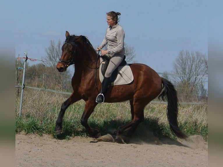 Other Warmbloods Mix Gelding 4 years 15.1 hh Brown in Kremmen