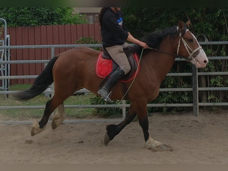 Other Warmbloods Mix Gelding 4 years 15.1 hh Brown-Light in Buttstädt