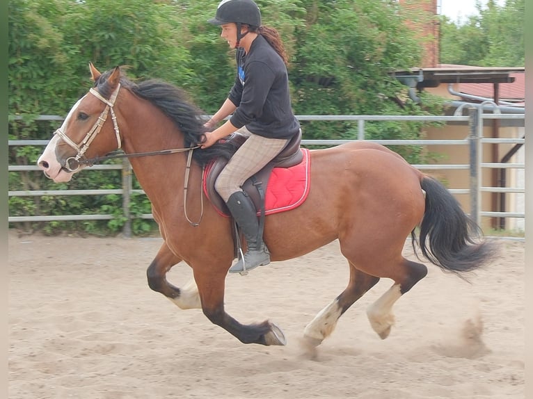 Other Warmbloods Mix Gelding 4 years 15.1 hh Brown-Light in Buttstädt