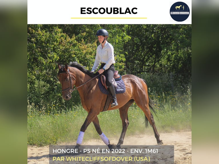 Other Warmbloods Gelding 4 years 15.2 hh Brown in Combrée