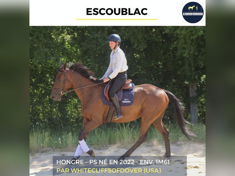 Other Warmbloods Gelding 4 years 15.2 hh Brown in Combrée