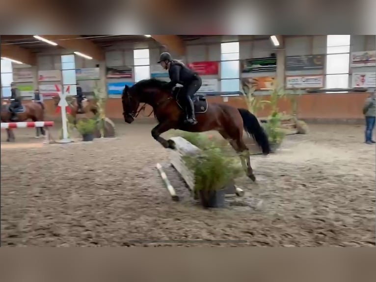 Other Warmbloods Gelding 4 years 15,2 hh Brown in Holdorf