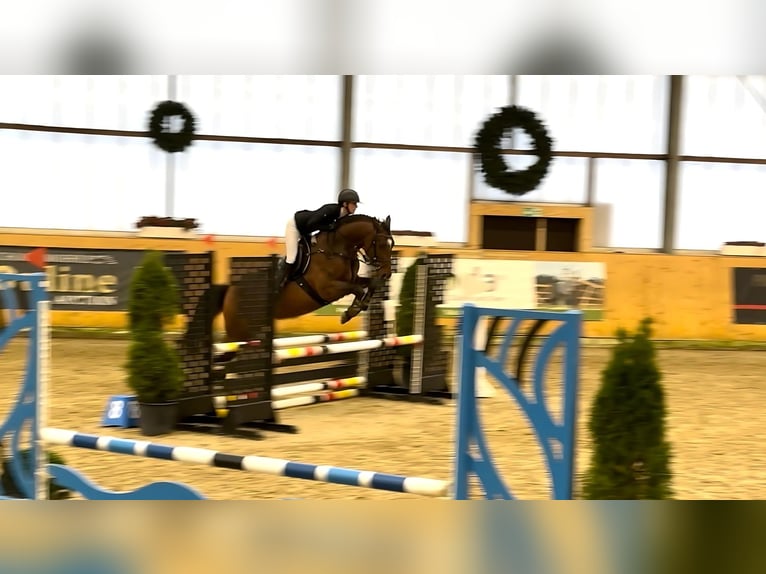 Other Warmbloods Gelding 4 years 15,2 hh Brown in Holdorf