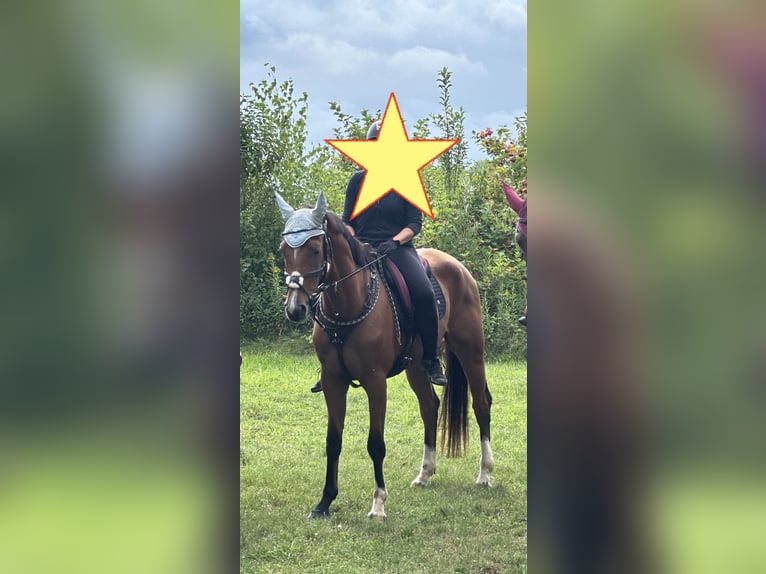 Other Warmbloods Gelding 4 years 15,2 hh Brown in Donauwörth