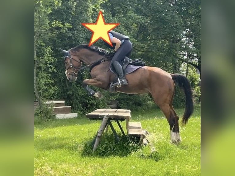 Other Warmbloods Gelding 4 years 15,2 hh Brown in Donauwörth