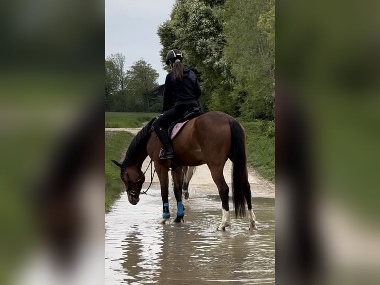 Other Warmbloods Gelding 4 years 15,2 hh Brown in Donauwörth