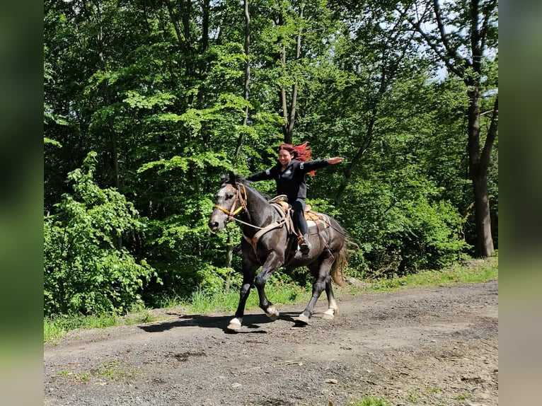 Other Warmbloods Gelding 4 years 15.2 hh Grey-Dapple in Linkenbach