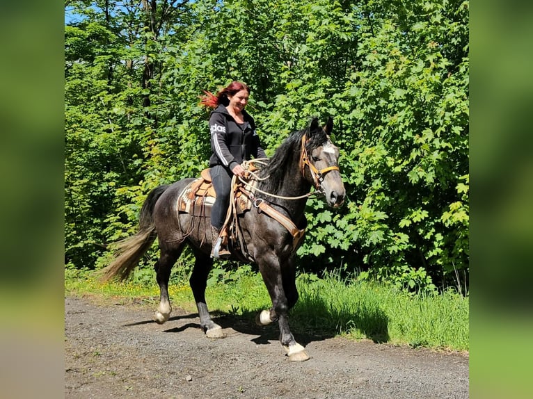 Other Warmbloods Gelding 4 years 15.2 hh Grey-Dapple in Linkenbach