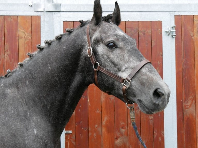 Other Warmbloods Mix Gelding 4 years 15,2 hh in Dorsten