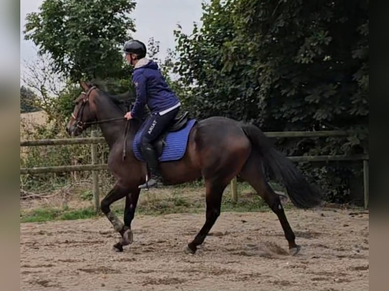 Other Warmbloods Mix Gelding 4 years 15,2 hh in Dresden Innere Altstadt