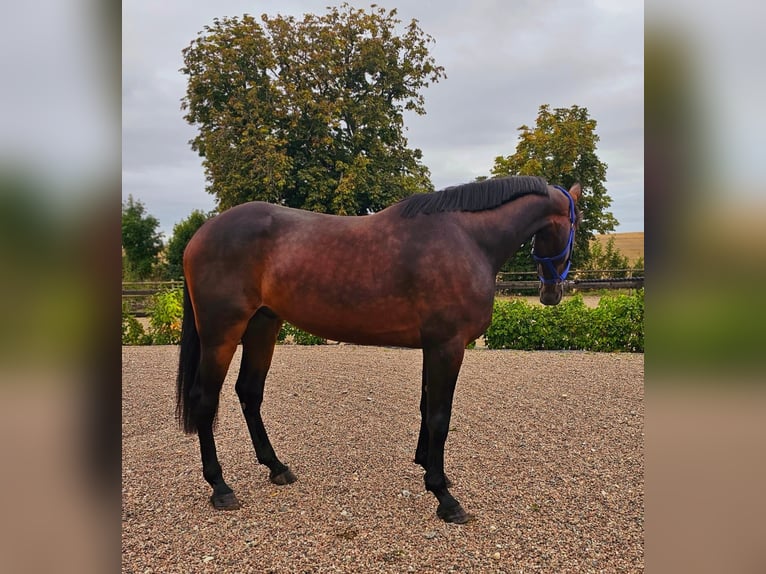 Other Warmbloods Mix Gelding 4 years 15,2 hh in Dresden Innere Altstadt