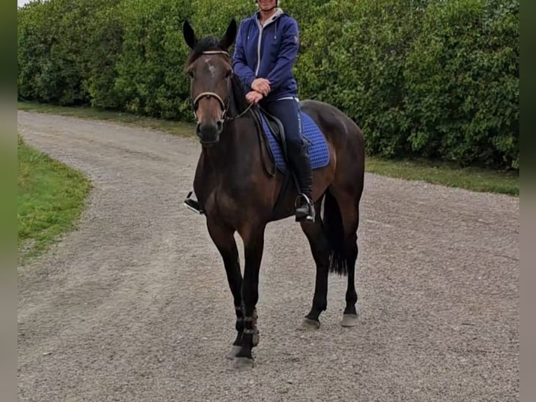 Other Warmbloods Mix Gelding 4 years 15,2 hh in Dresden Innere Altstadt