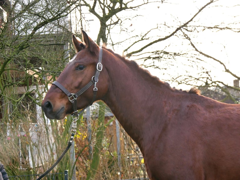 Other Warmbloods Gelding 4 years 15,1 hh Brown in Dorsten