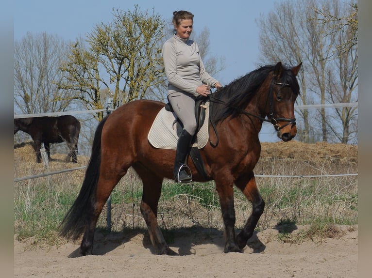 Other Warmbloods Mix Gelding 4 years 15,1 hh Brown in Kremmen