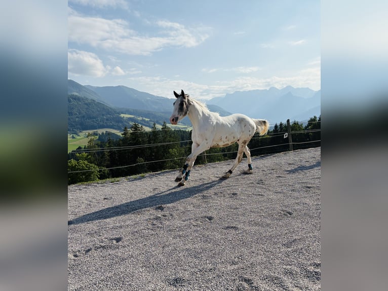 Other Warmbloods Mix Gelding 4 years 15,1 hh Pinto in Vorderstoder