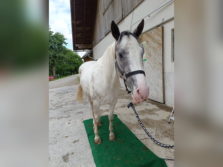 Other Warmbloods Mix Gelding 4 years 15,1 hh Pinto in Vorderstoder