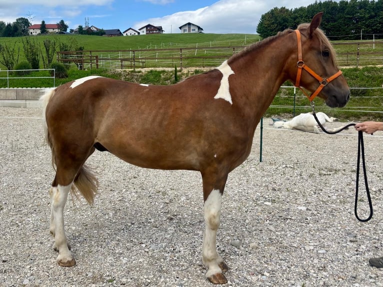 Other Warmbloods Mix Gelding 4 years 15,1 hh Pinto in Ampflwang