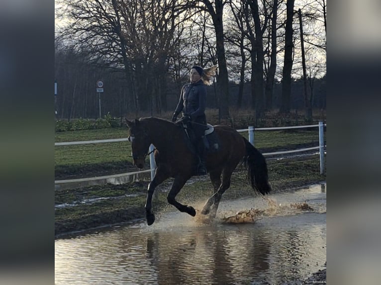 Other Warmbloods Gelding 4 years 15,2 hh Brown in Forst