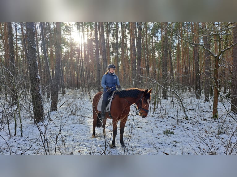 Other Warmbloods Gelding 4 years 15,2 hh Brown in Forst