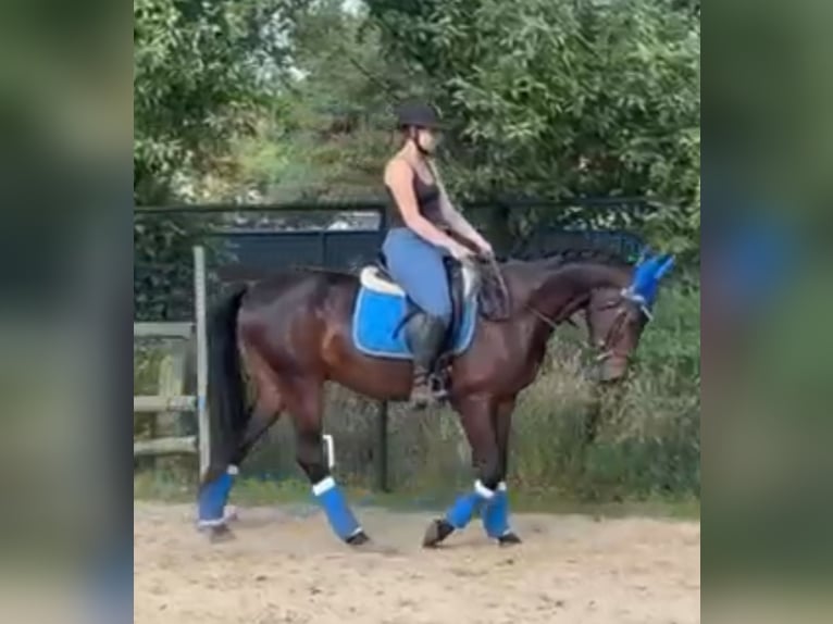 Other Warmbloods Gelding 4 years 15,3 hh Bay-Dark in Heusden zolder
