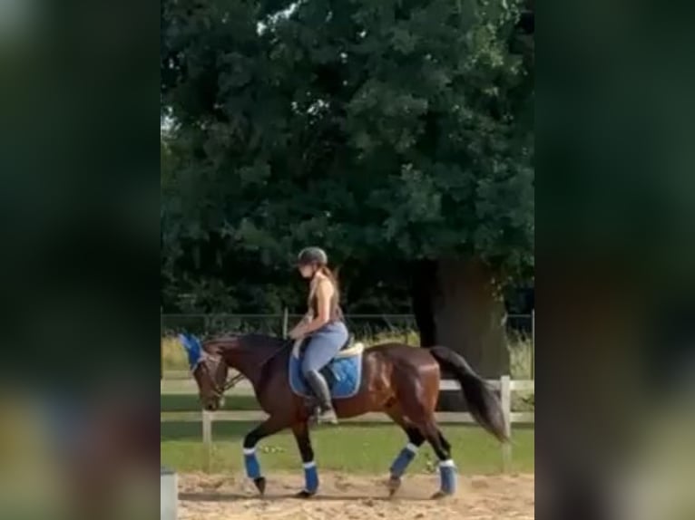 Other Warmbloods Gelding 4 years 15,3 hh Bay-Dark in Heusden zolder