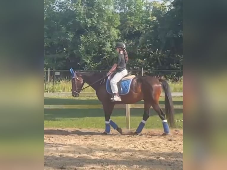 Other Warmbloods Gelding 4 years 15,3 hh Bay-Dark in Heusden zolder