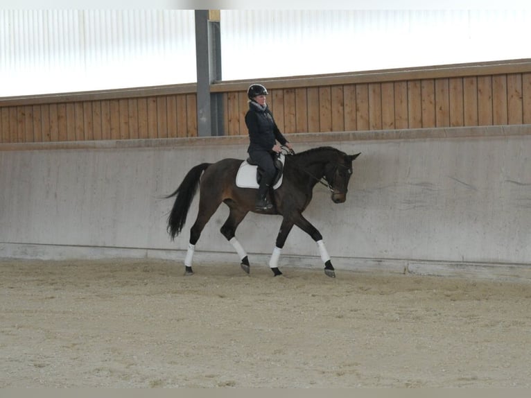 Other Warmbloods Gelding 4 years 16.1 hh Brown in Wellheim