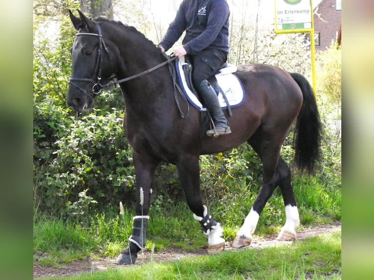 Other Warmbloods Gelding 4 years 16.1 hh Smoky-Black in Dorsten