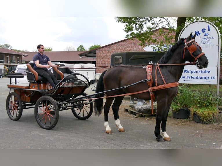 Other Warmbloods Gelding 4 years 16.1 hh Smoky-Black in Dorsten