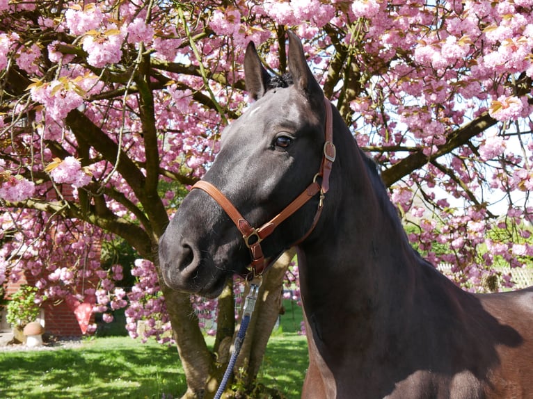 Other Warmbloods Gelding 4 years 16.1 hh Smoky-Black in Dorsten