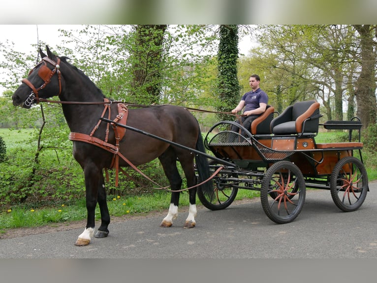 Other Warmbloods Gelding 4 years 16.1 hh Smoky-Black in Dorsten