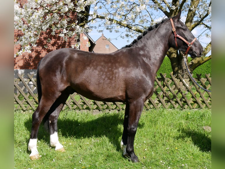 Other Warmbloods Gelding 4 years 16.1 hh Smoky-Black in Dorsten