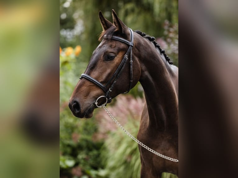 Other Warmbloods Gelding 4 years 16.2 hh Bay-Dark in Poznań