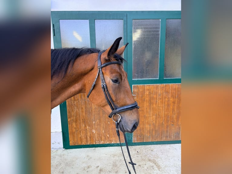 Other Warmbloods Gelding 4 years 16.2 hh Brown in Weißenbach