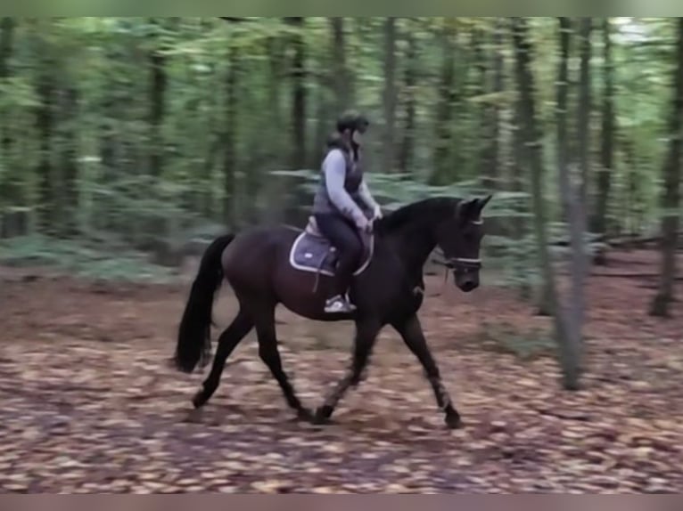 Other Warmbloods Gelding 4 years 16 hh Bay-Dark in Braunschweig