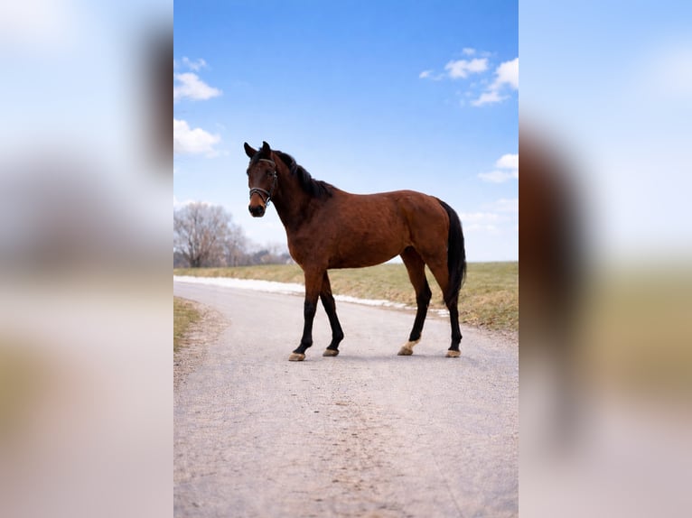 Other Warmbloods Gelding 4 years 16 hh Bay-Dark in Friedland