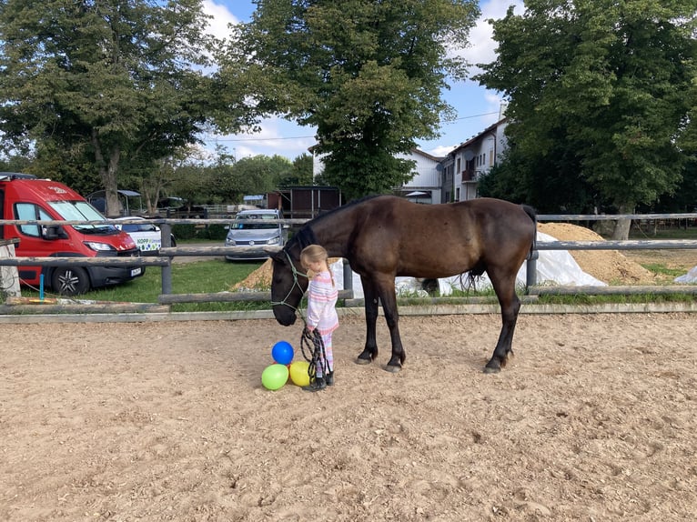 Other Warmbloods Mix Gelding 4 years 16 hh Black in Heidenrod