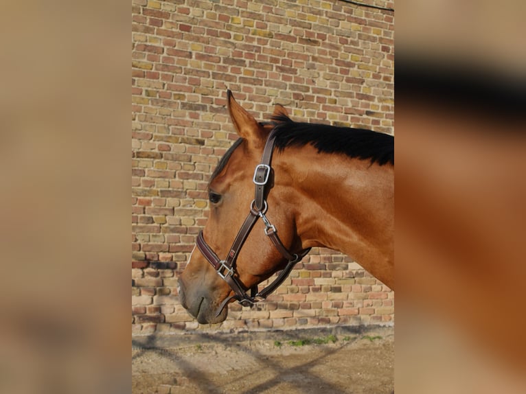 Other Warmbloods Gelding 4 years 16 hh Brown in Bedburg