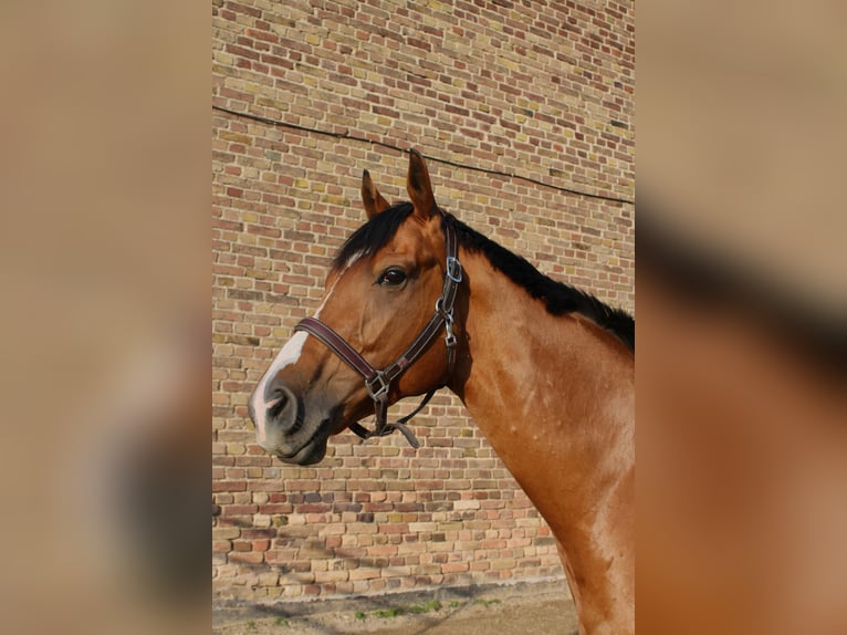 Other Warmbloods Gelding 4 years 16 hh Brown in Bedburg