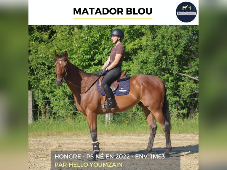 Other Warmbloods Gelding 4 years 16 hh Brown in Combrée