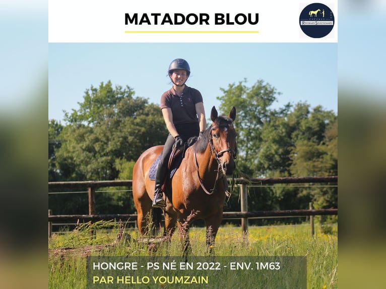 Other Warmbloods Gelding 4 years 16 hh Brown in Combrée