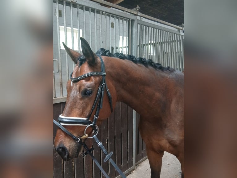 Other Warmbloods Gelding 4 years 16 hh Brown in Barenburg