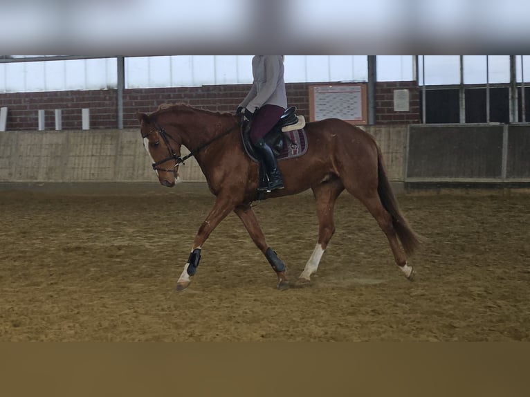 Other Warmbloods Gelding 4 years 16 hh Chestnut-Red in Wachtendonk