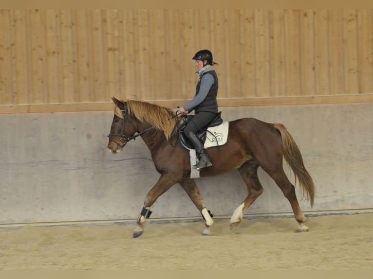 Other Warmbloods Gelding 4 years 16 hh Chestnut-Red in Wellheim