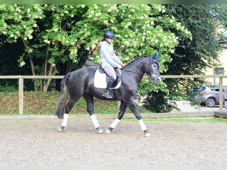 Other Warmbloods Gelding 4 years 16 hh Gray-Blue-Tan in Wellheim
