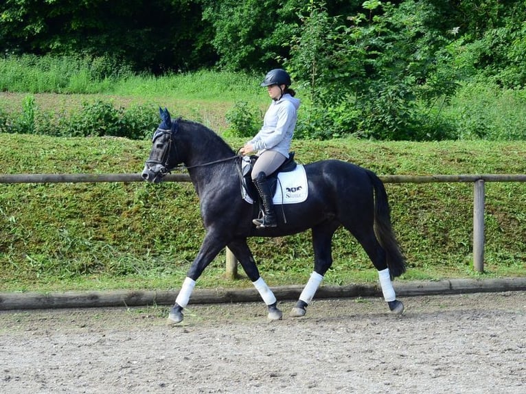 Other Warmbloods Gelding 4 years 16 hh Gray-Blue-Tan in Wellheim