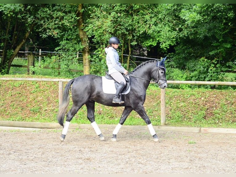 Other Warmbloods Gelding 4 years 16 hh Gray-Blue-Tan in Wellheim