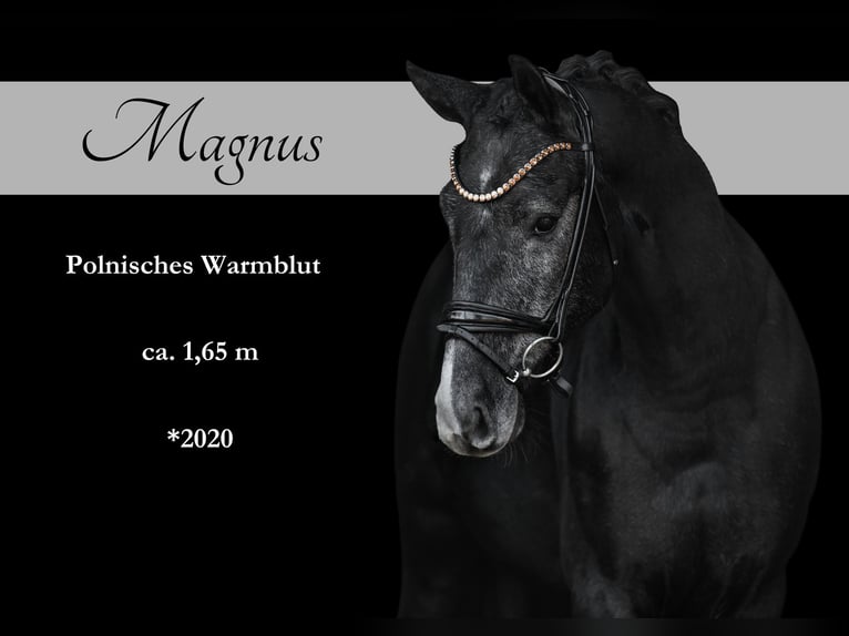 Other Warmbloods Gelding 4 years 16 hh Gray-Dark-Tan in Wehringen