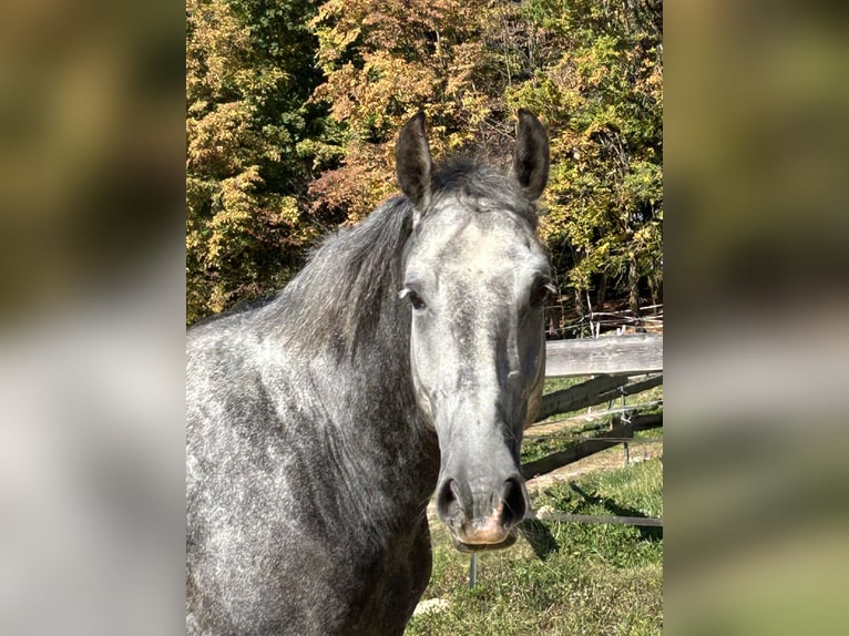 Other Warmbloods Gelding 4 years 16 hh Grey in Ursensollen