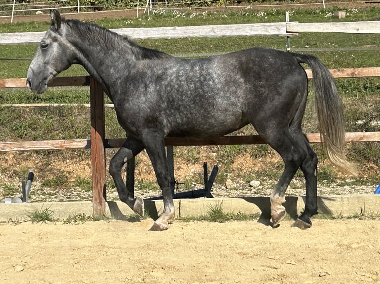 Other Warmbloods Gelding 4 years 16 hh Grey in Ursensollen